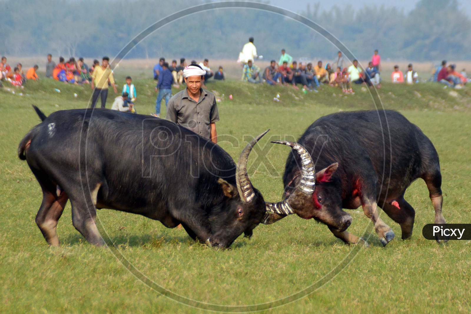 Buffalo fight in Assam