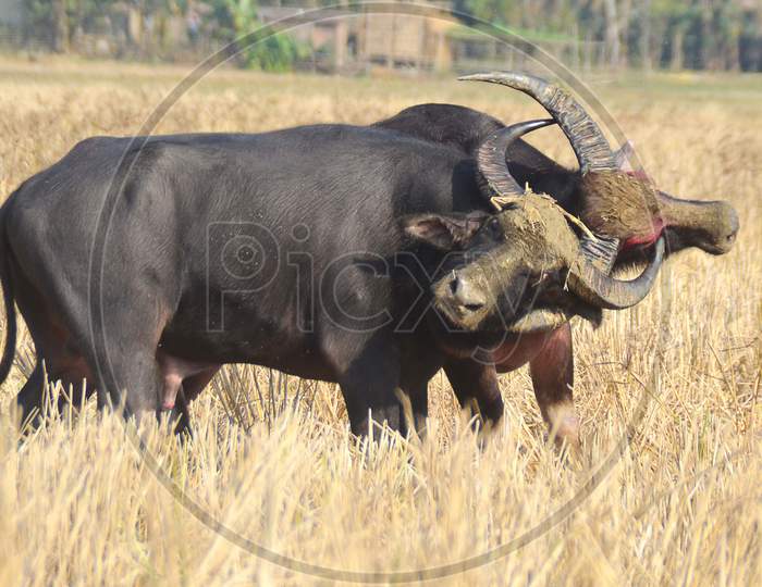Traditional Buffalo fight in Magh bihu festival in Assam