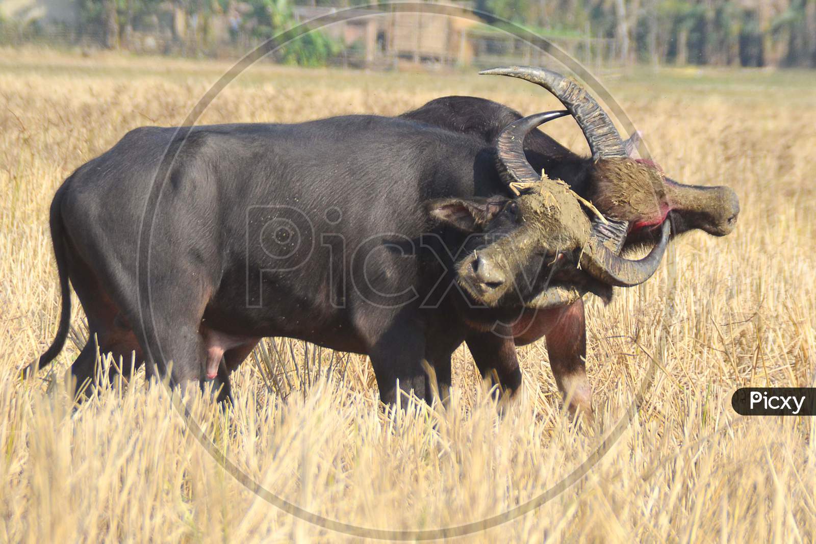 Traditional Buffalo fight in Magh bihu festival in Assam