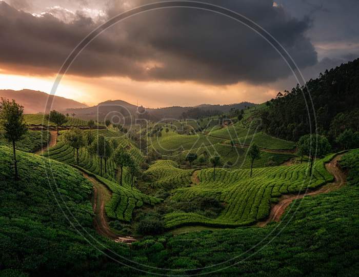 Tea Plantations and Landscape in Munnar, Kerala