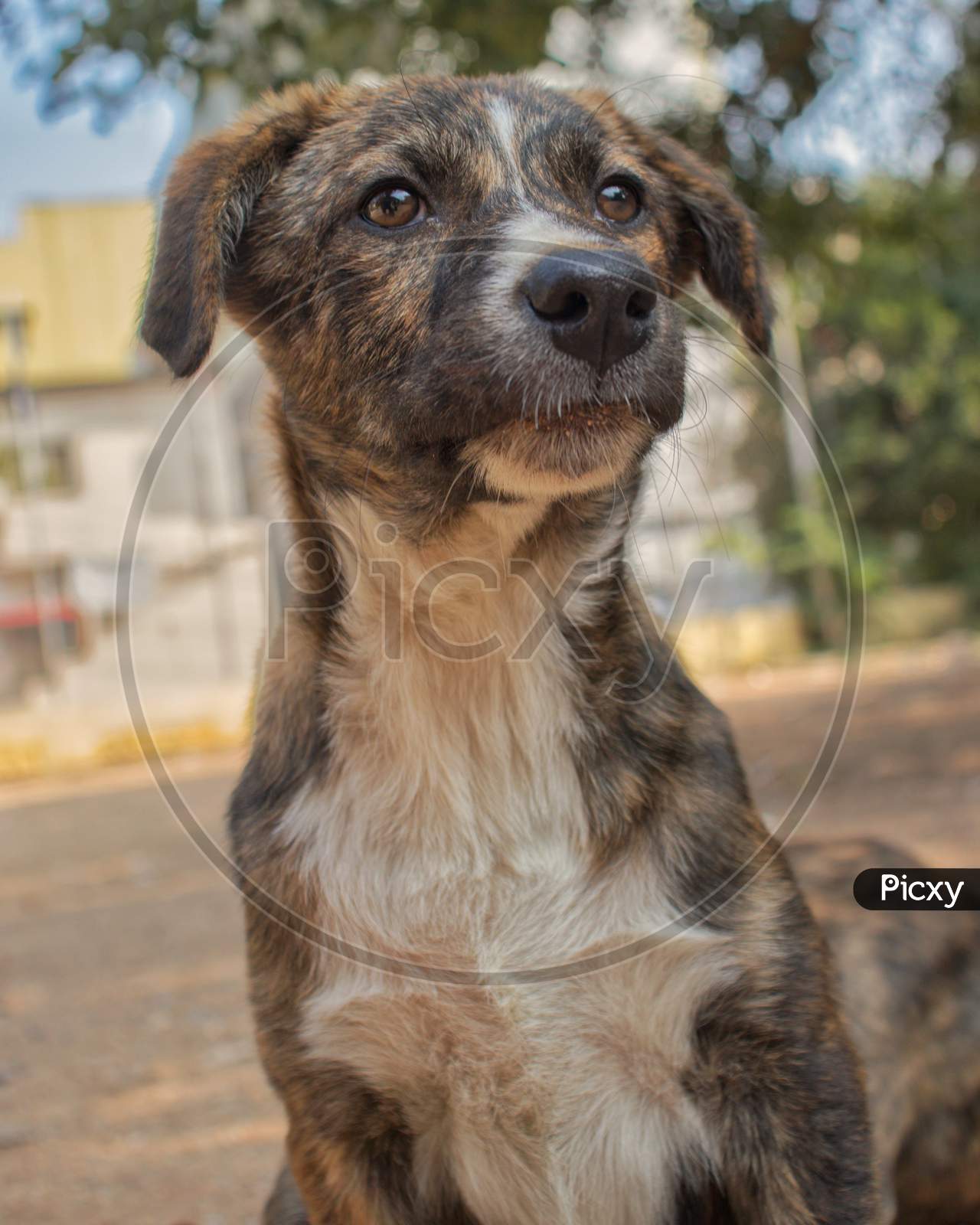 A Street Dog With an Innocent  Face Expression