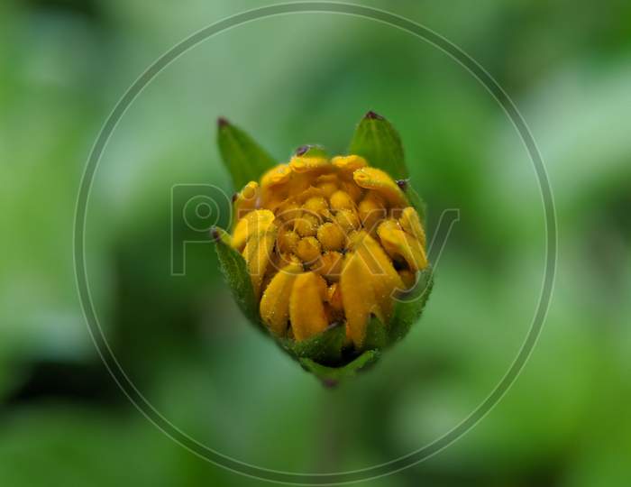 Yellow Zinia Flower Bud