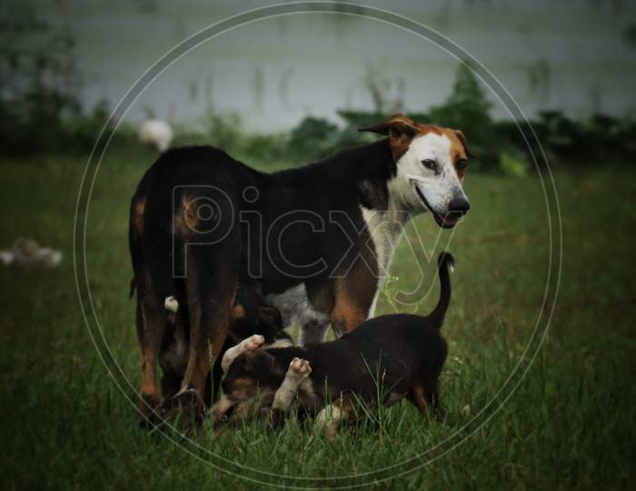 Puppies with Mother Dog
