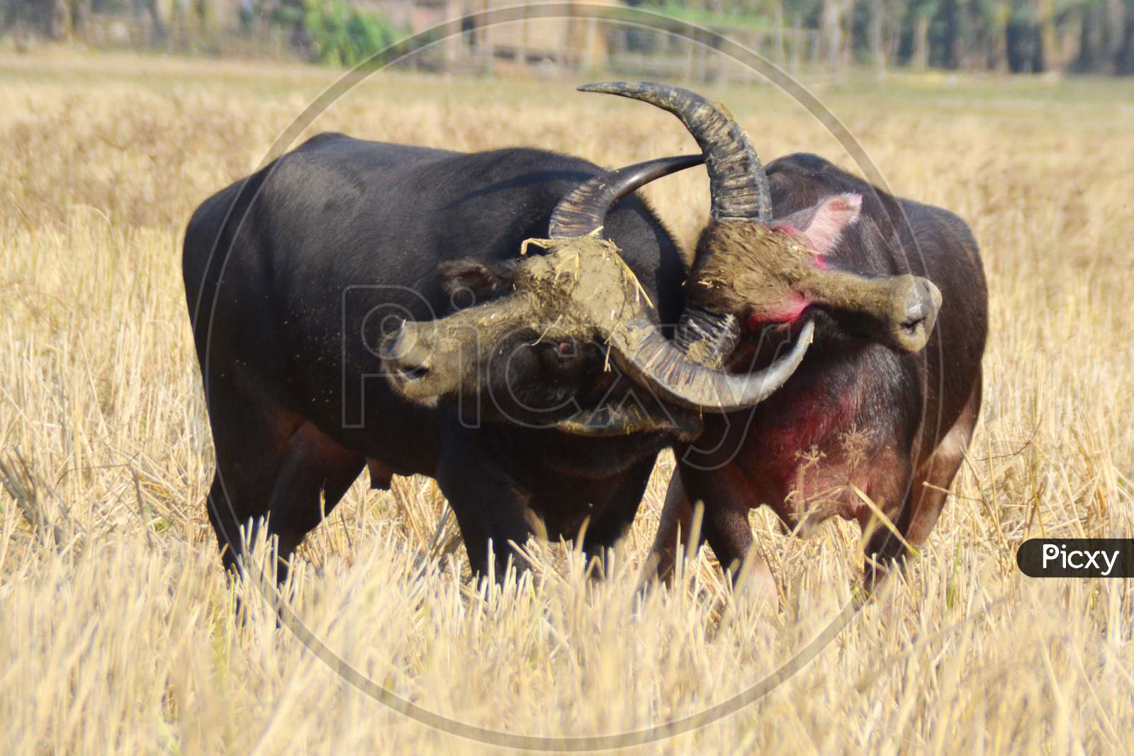 Buffalo fight in magh bihu festival