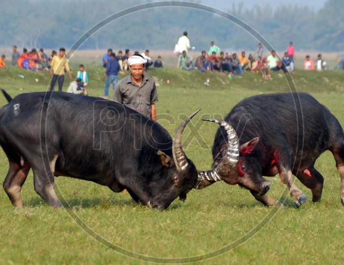 Buffalo fight in Assam