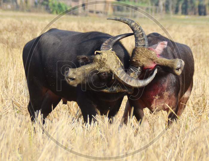 Buffalo fight in magh bihu festival