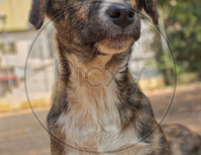A Street Dog With an Innocent  Face Expression
