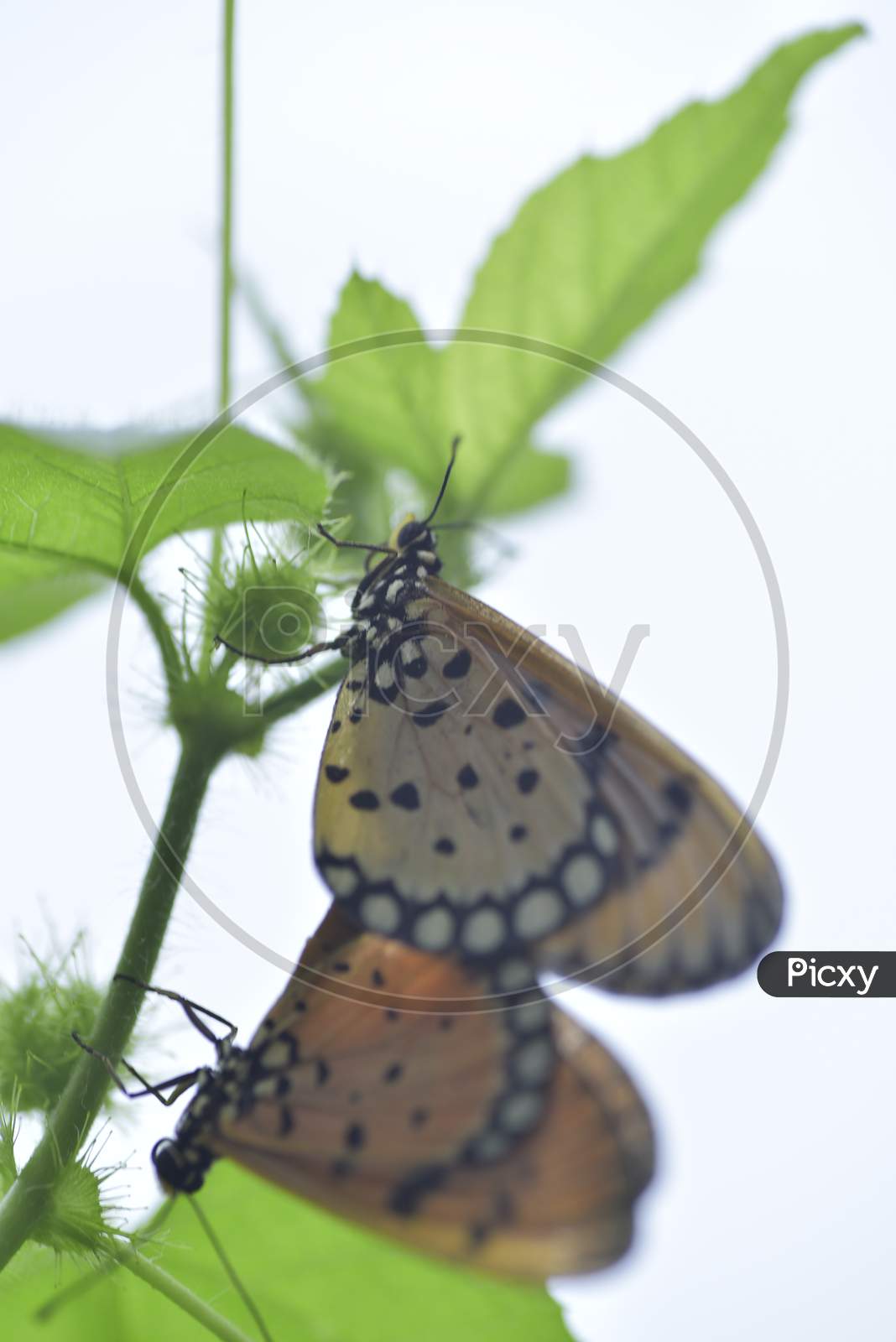 Butterfly Mating