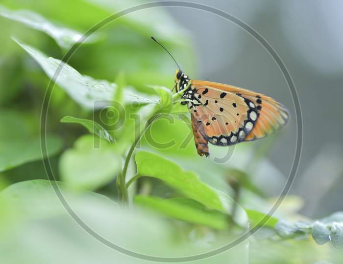 A Butterfly on a leaf