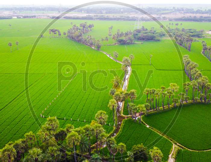 Aerial View of Agriculture Fields in Andhra Pradesh