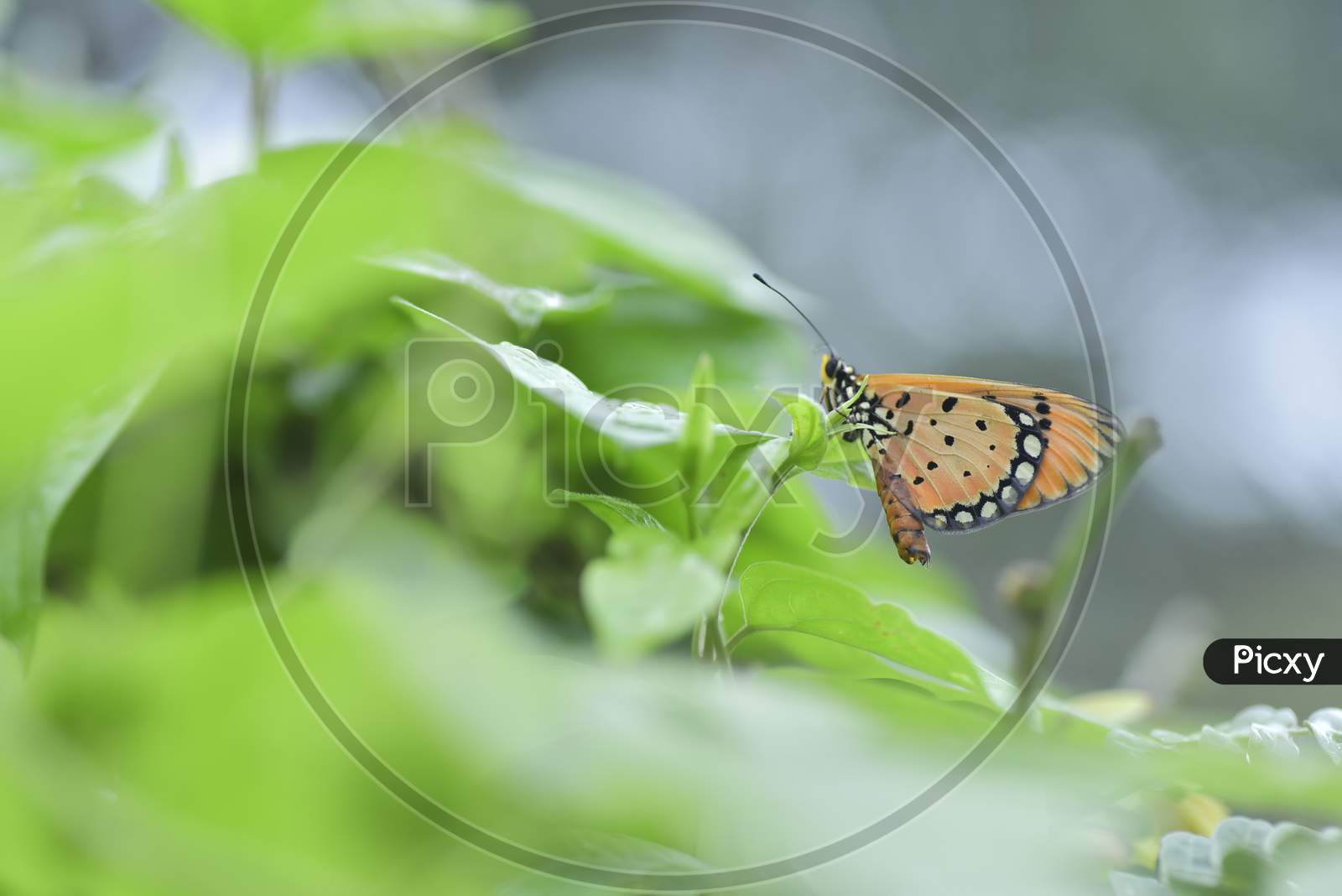A Butterfly on a leaf