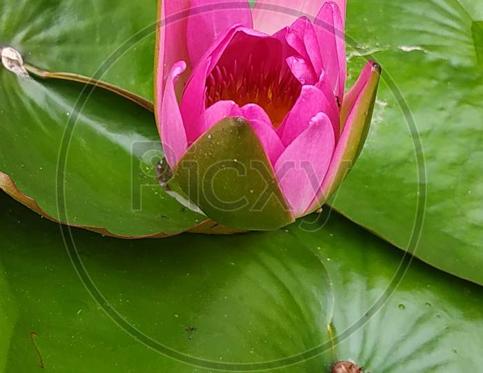 Pink lotus