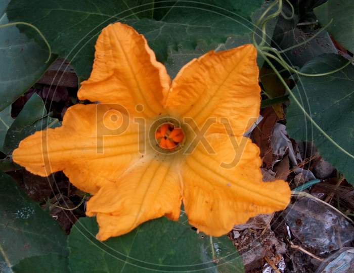 Pumpkin flower