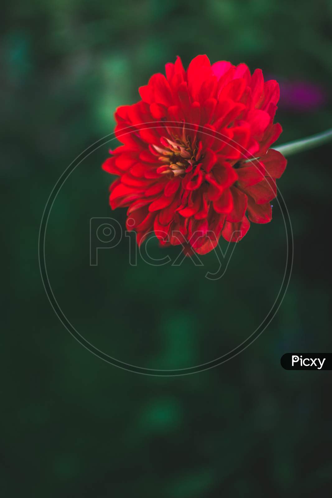 Common zinnia Flowers