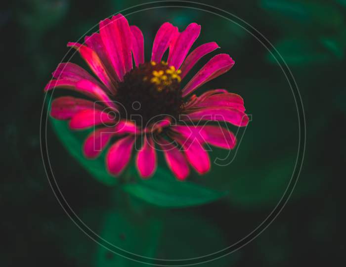 Common zinnia Flowers