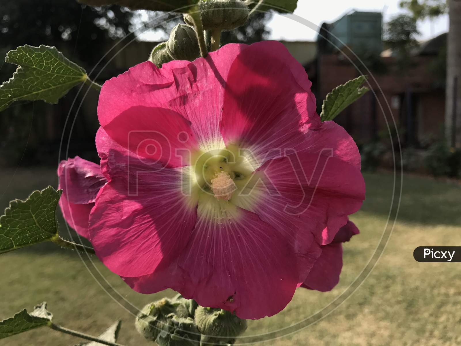 Image Of Datura Flower Blooming On Plant Closeup Forming A Background Og Picxy