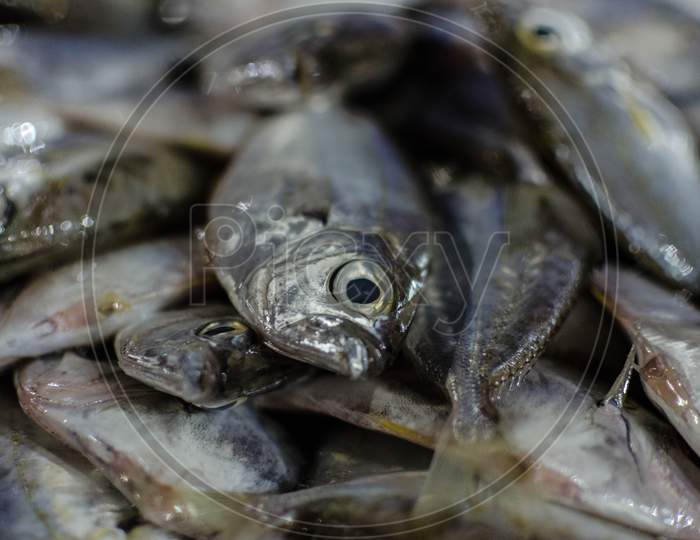 Closeup Shot of Fish