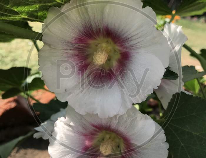 Datura Flower  Blooming on Plant Closeup Forming a Background