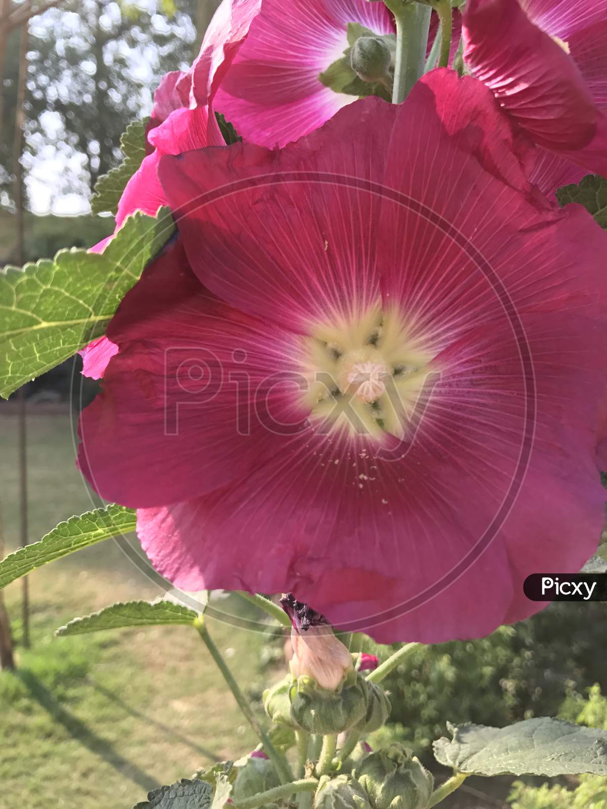 Datura Flower  Blooming on Plant Closeup Forming a Background
