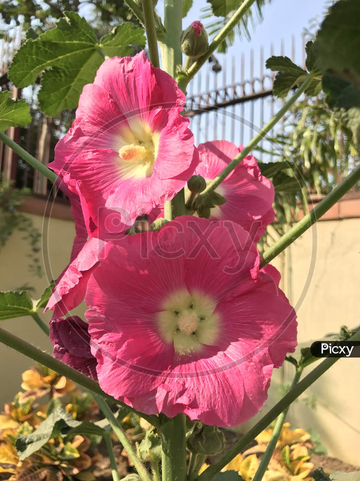 Fresh Flowers Blooming on Plants in an House Garden