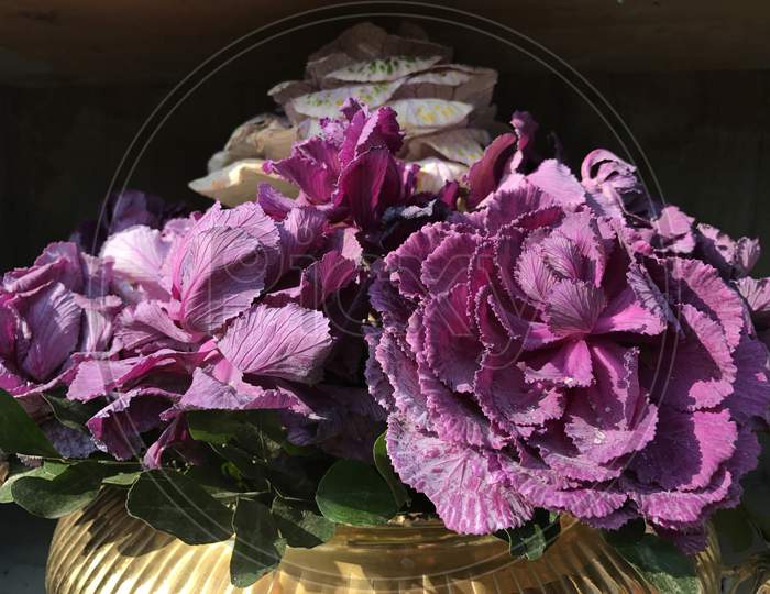 Fresh Blooming Flowers in an Vase