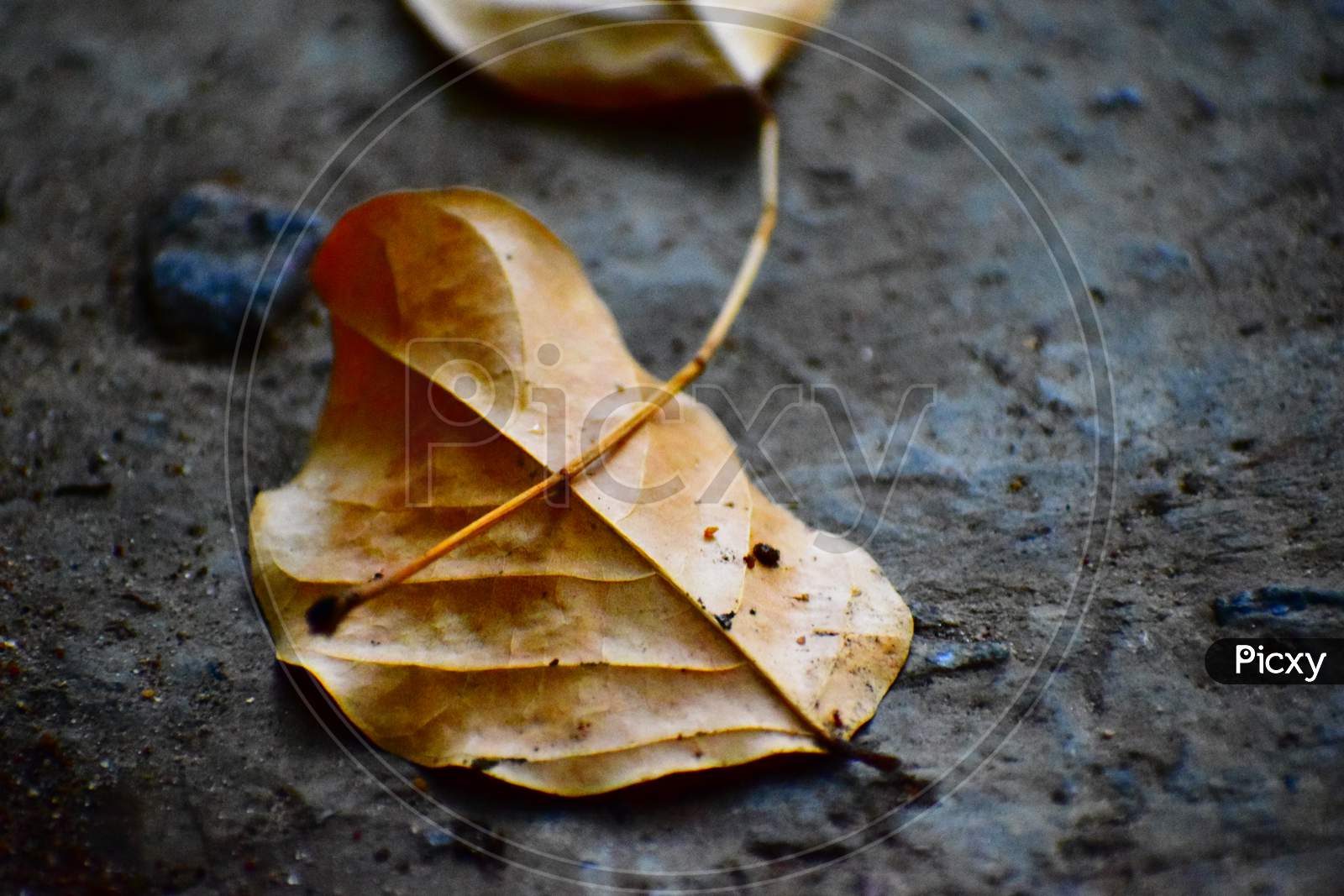 Dried Leaf  On Floor Closeup