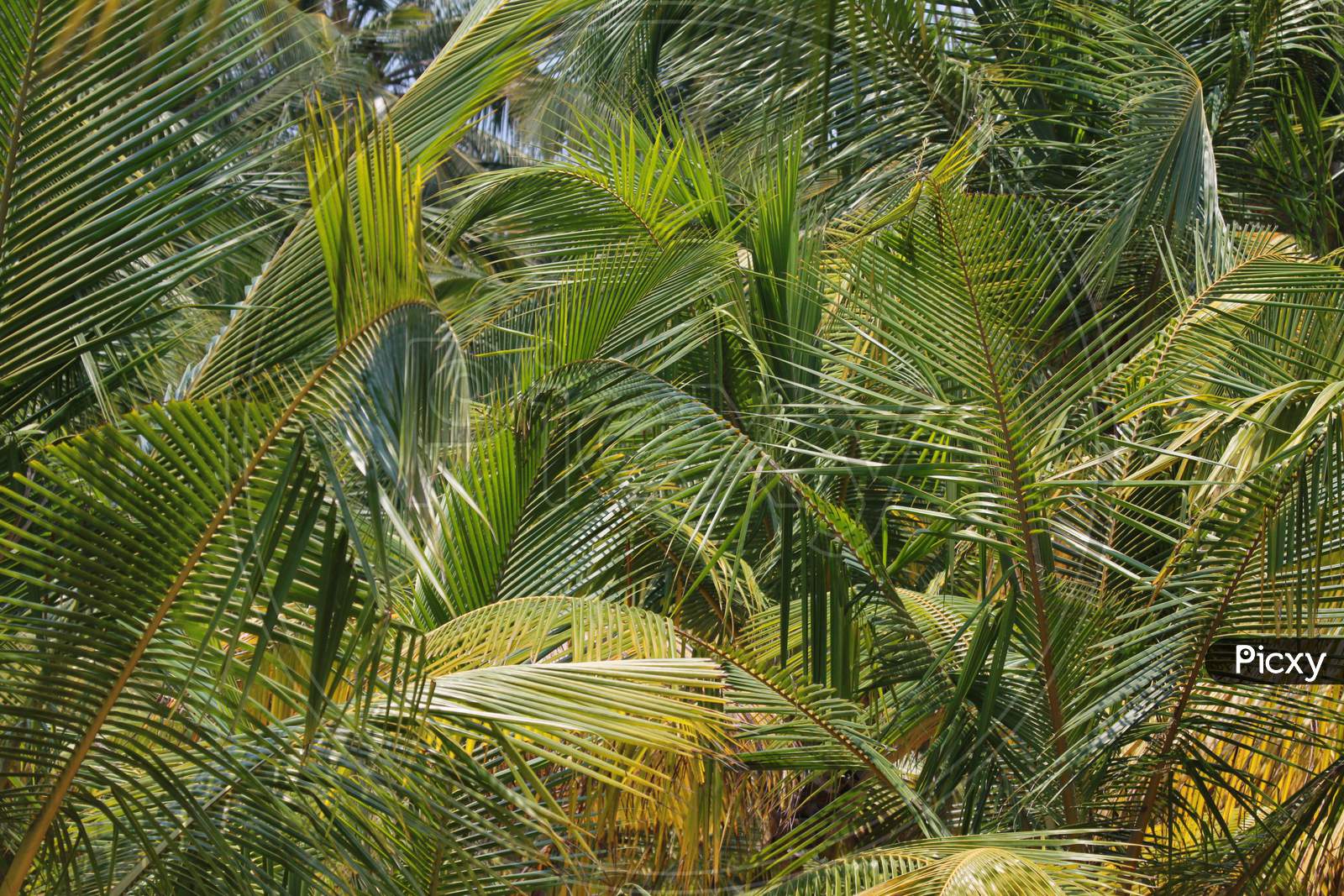 Coconut Trees at the Beach