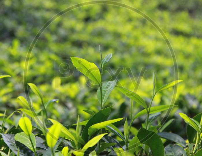 Tea Leaves, Munnar