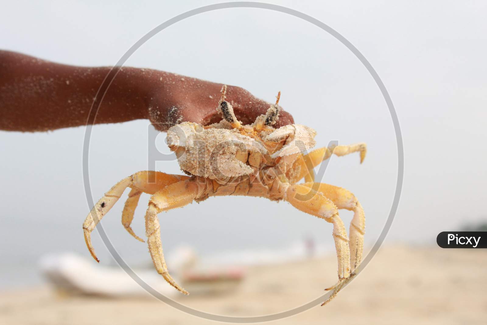 Closeup Shot of Crab