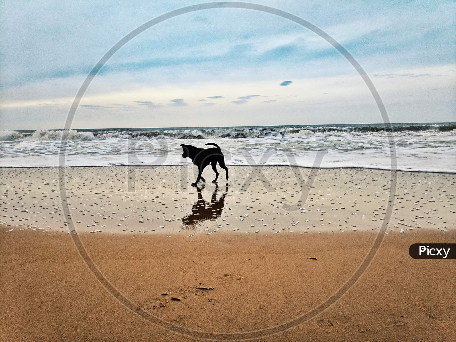 Silhouette of a Dog In an Beach