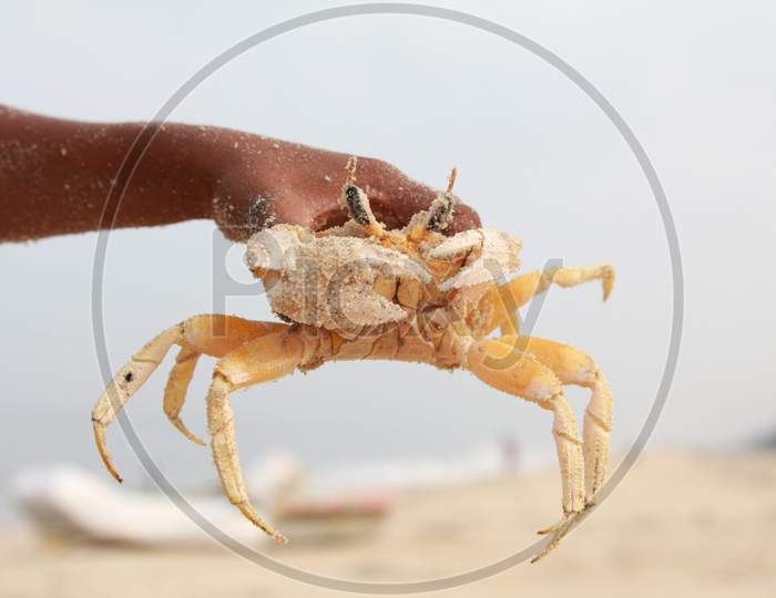 Closeup Shot of Crab