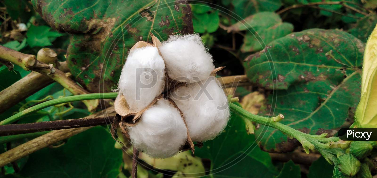 Blooming cotton