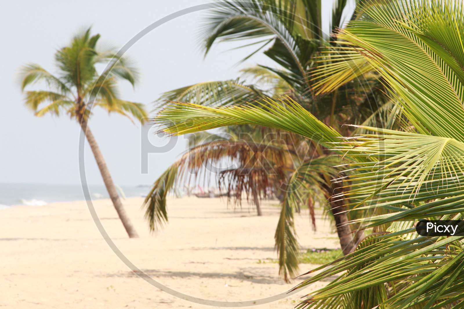 View of Coconut Trees at Marari Beach, Kerala