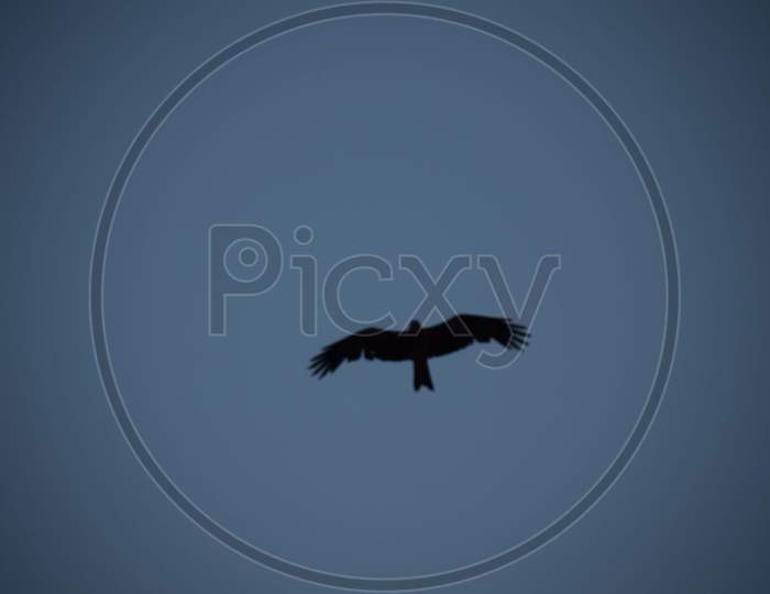A Crow Flying on Sky