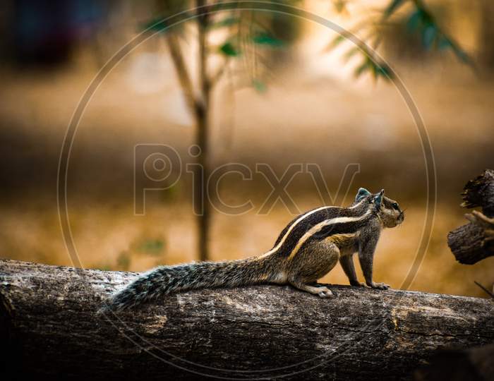 Squirrel On a Tree Stem