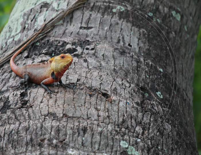 Closeup Shot of Lizard