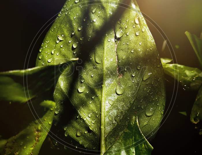 Water Droplets on a Leaf With Light Play