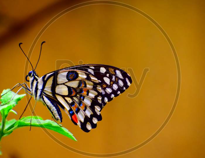 A Butterfly  Sucking Nectar