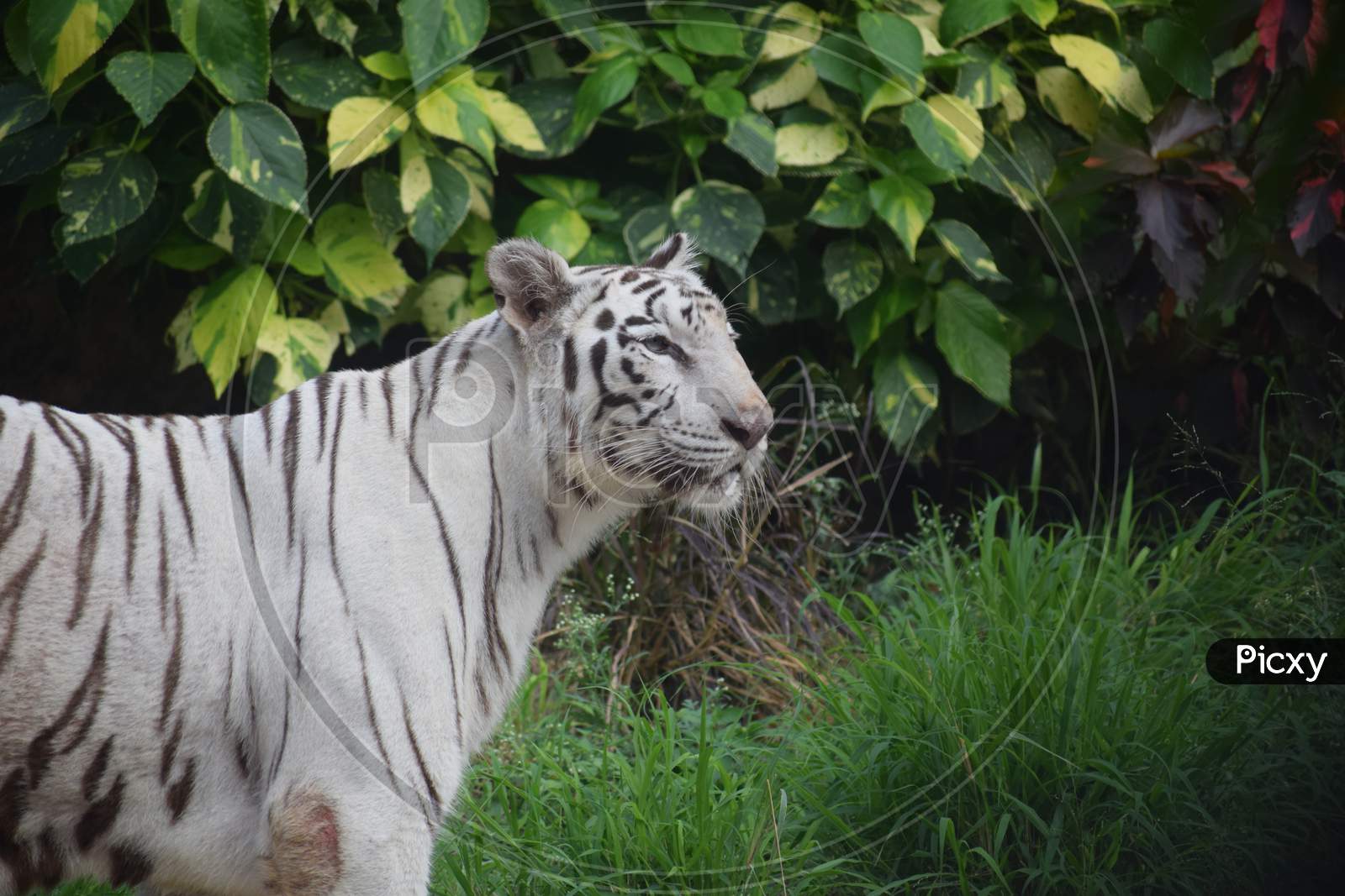 White Tiger In a Zoo