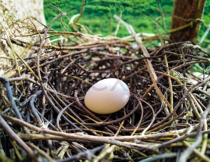 Bird Egg in Nest