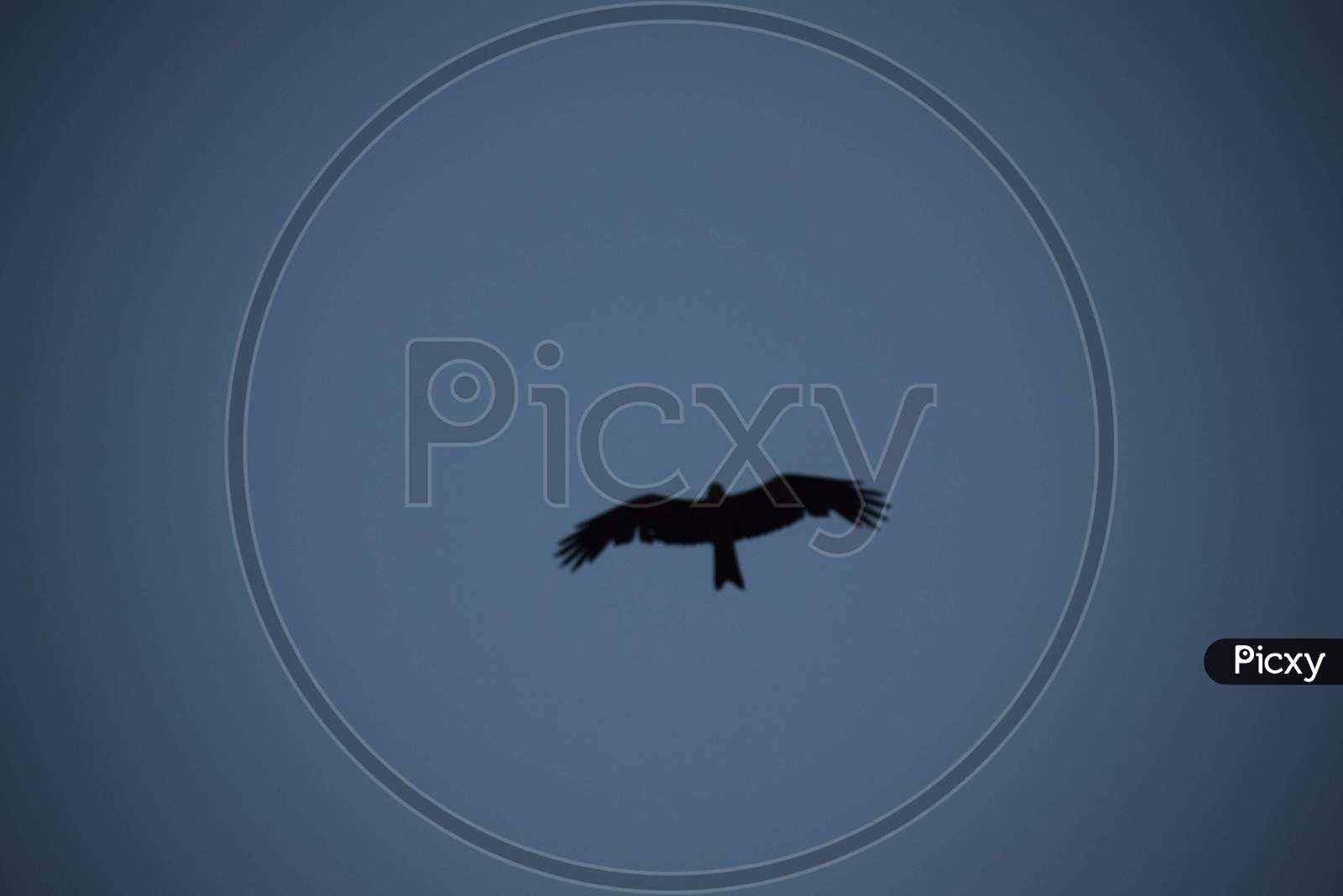 A Crow Flying on Sky