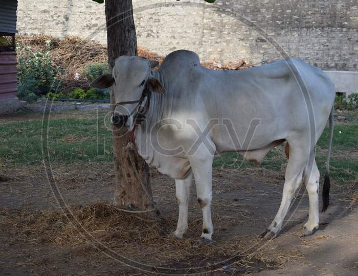 Bull in a Cattle Shed At Rural Village