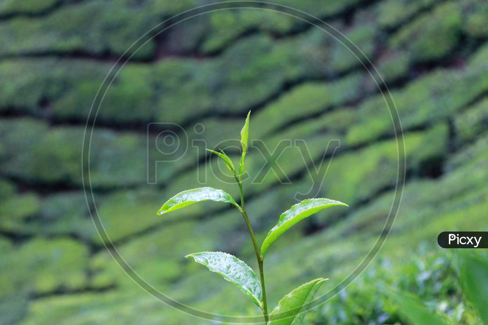 Tea Leaves, Munnar
