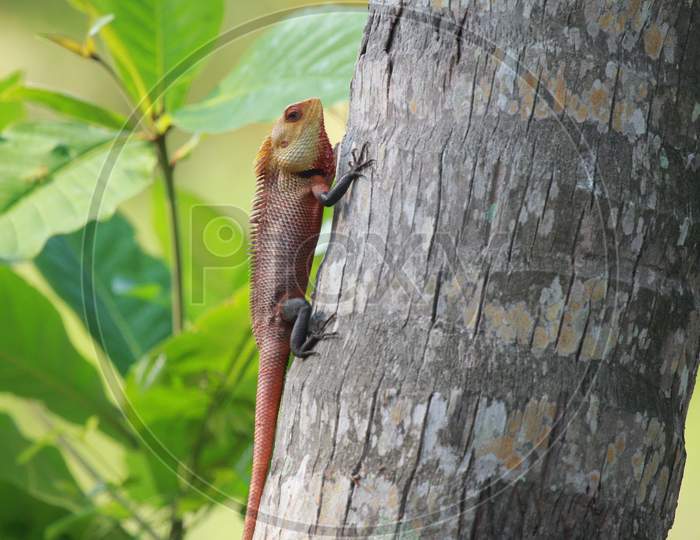 Closeup Shot of Lizard