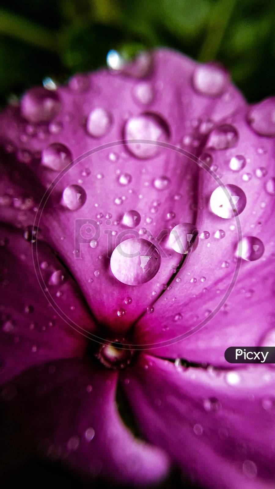 Water Droplets  on Flower Macro Shots Forming  Background