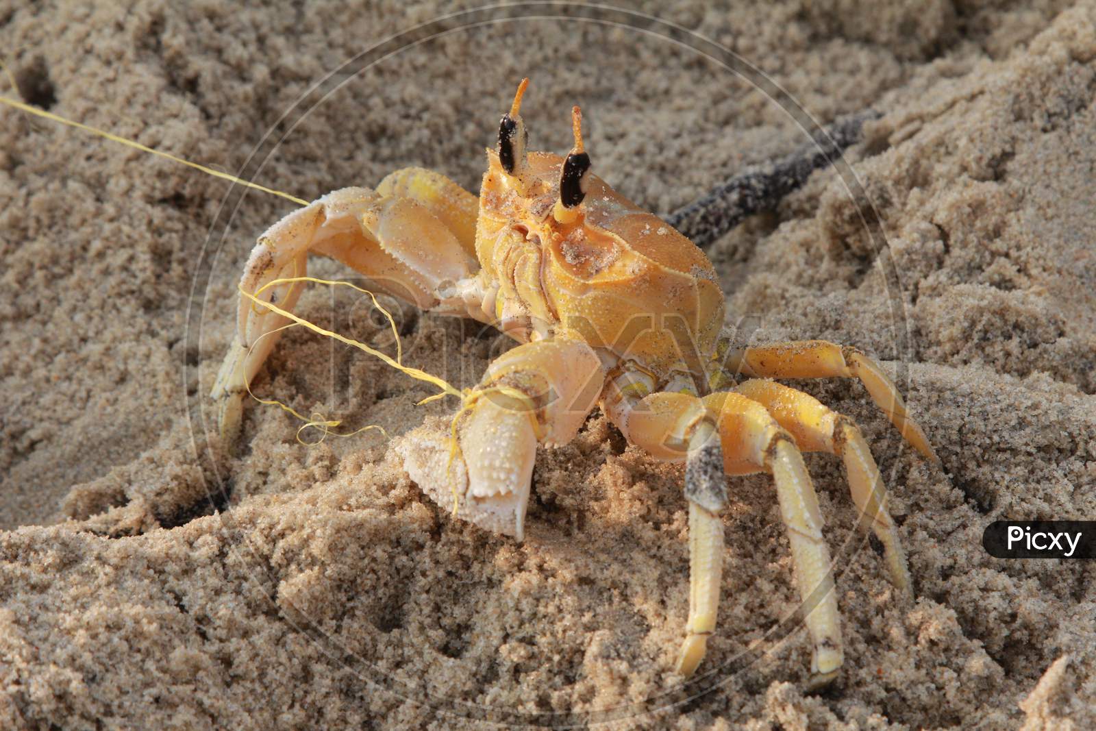 Macro Shot of Crab