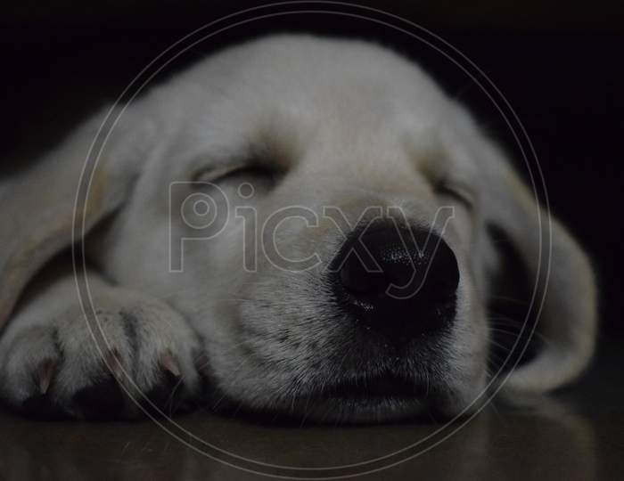A Dog Sleeping  Face Closeup