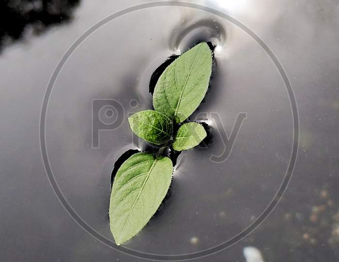 A floating leaf