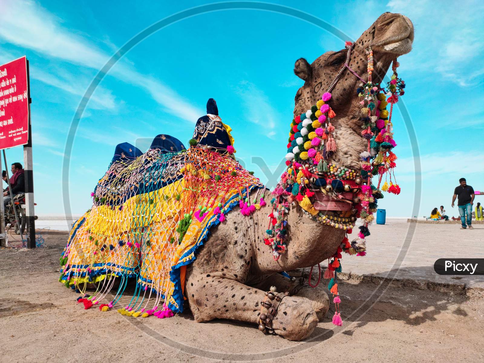 Camel Decorated with Colorful Cloths
