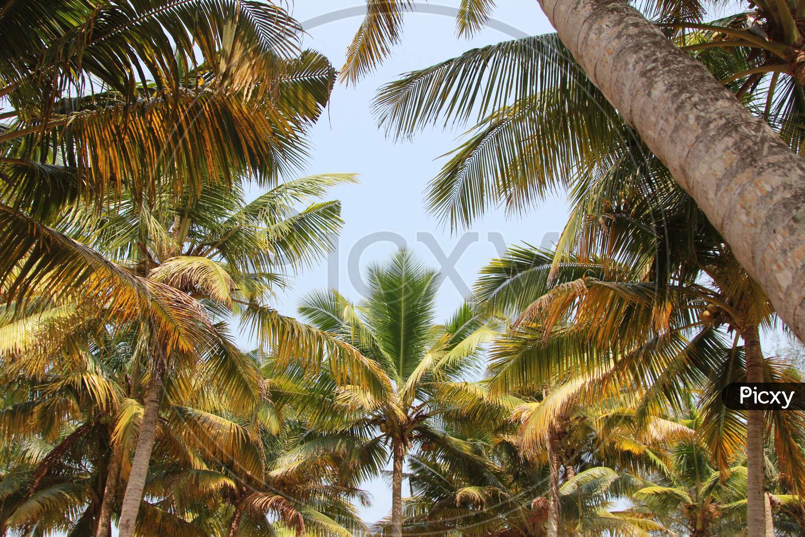 View of Coconut Trees at Marari Beach, Kerala